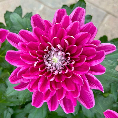 Chrysantheme 'Chrysanne® Zembla', lila, großblumig, Topf-Ø 17cm, 2 Pflanzen