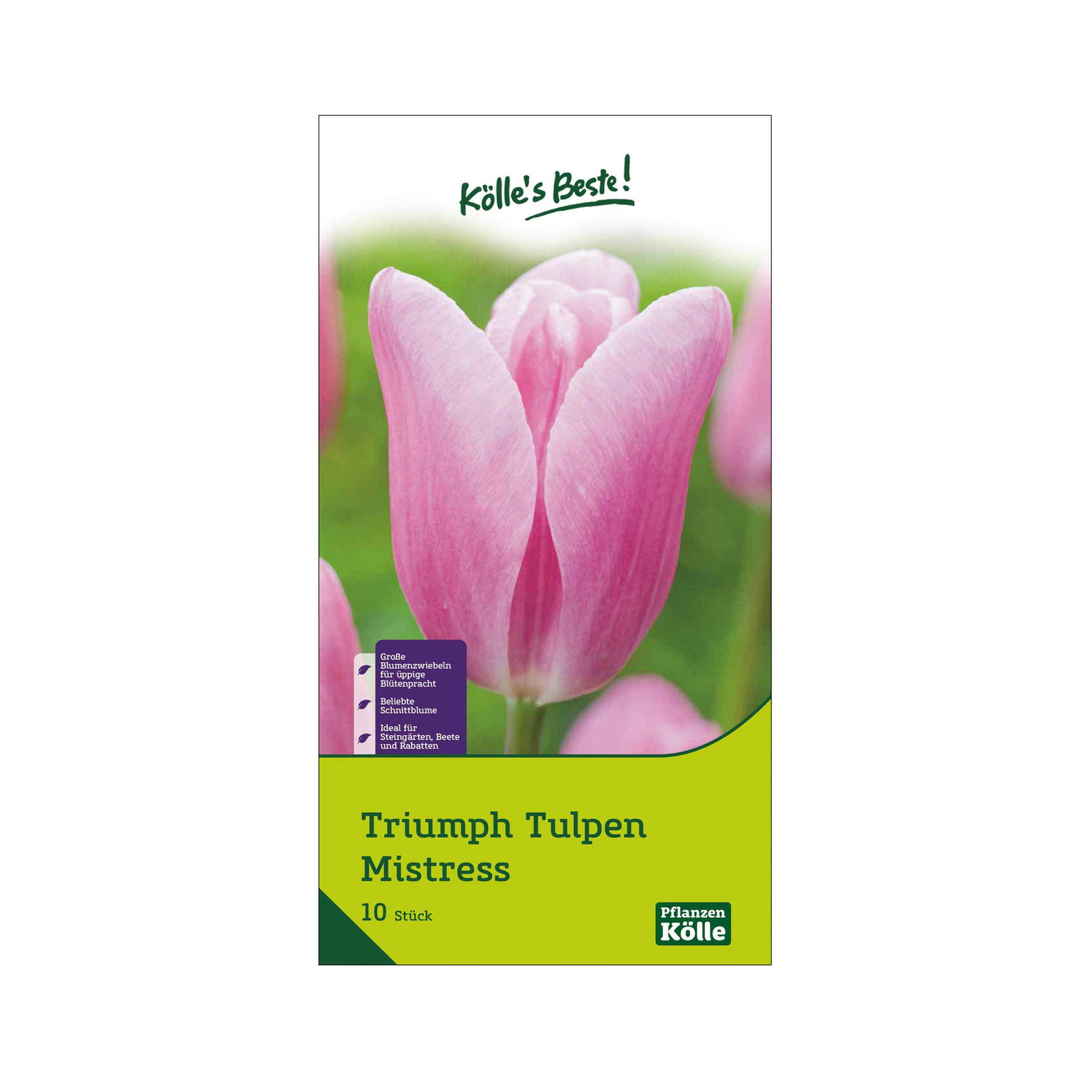 Triumph-Tulpen 'Mistress', Rosa, 10 Blumenzwiebeln, Größe 11/12