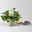 Duftgeranie 'Freshfruity® Melone', Topf-Ø 12 cm, 6 Pflanzen