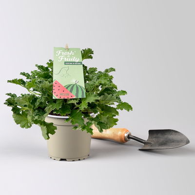 Duftgeranie 'Freshfruity® Melone', Topf-Ø 12 cm, 6 Pflanzen