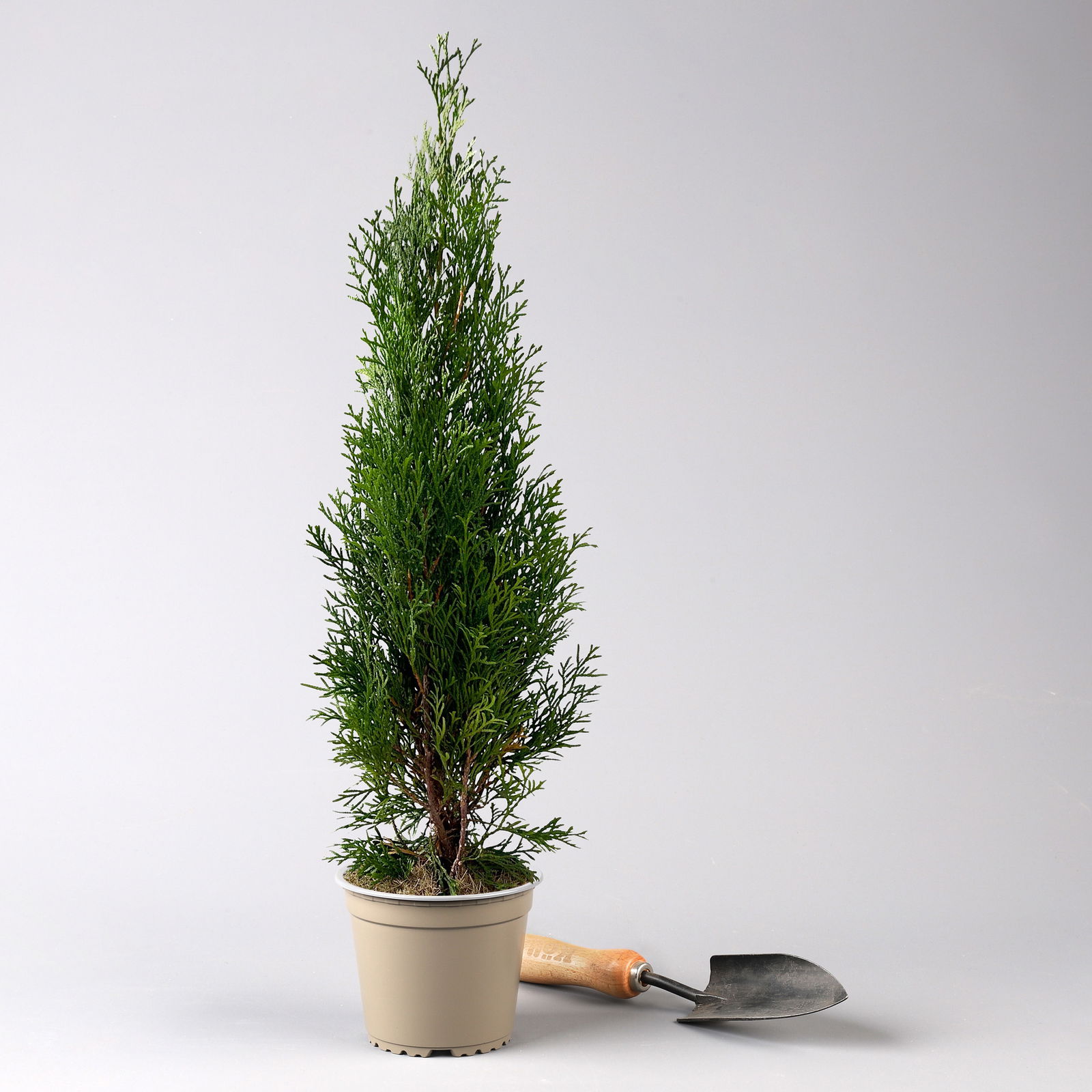 Thuja occidentalis 'Smaragd', 3er Set, Topf 13 cm Ø