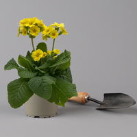 Garten-Schlüsselblume 'Lemon', hellgelb, Topf-Ø 11 cm, 6er-Set