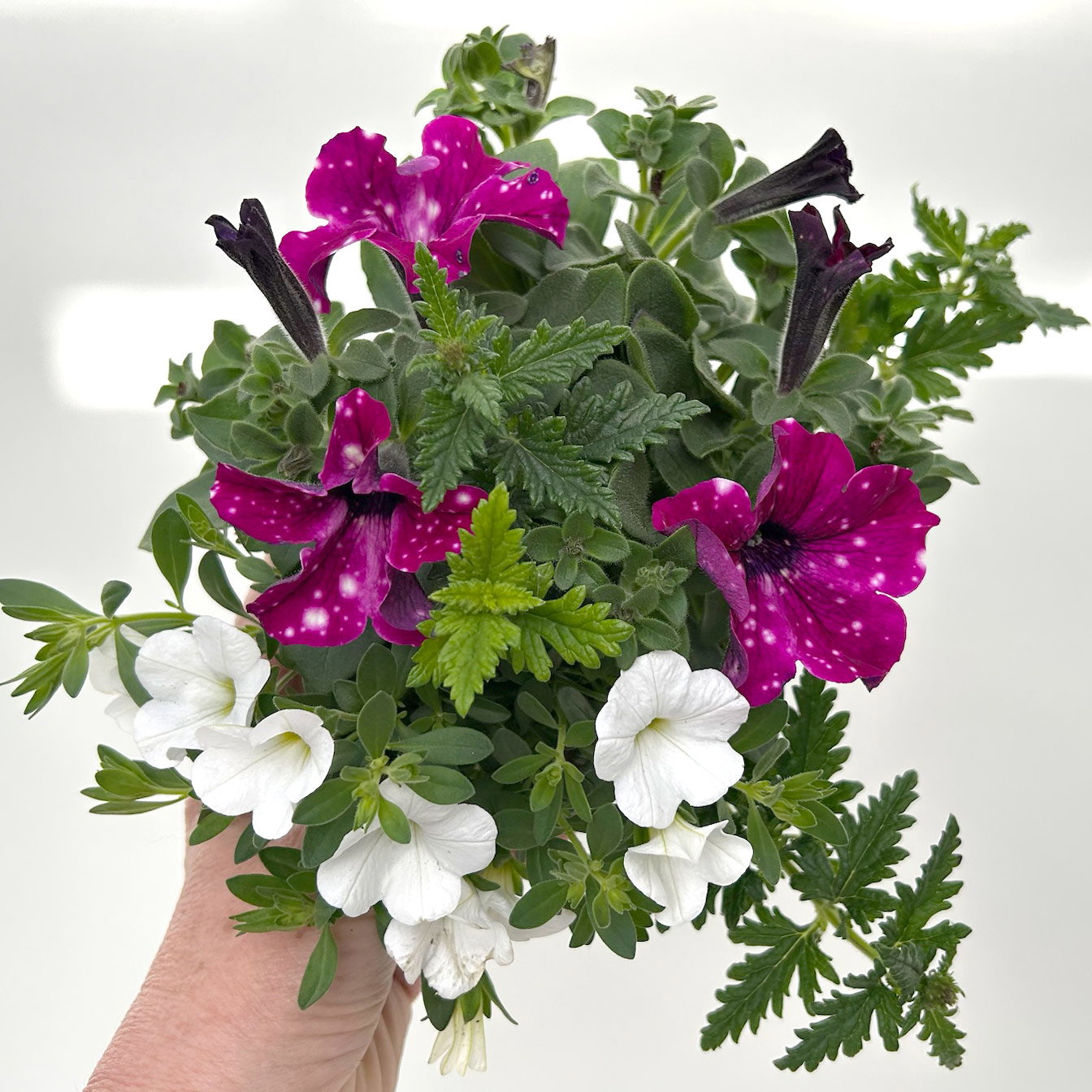 Beet- und Balkonpflanzen-Mix, lila-weiß, Topf-Ø 13 cm, 6 Pflanzen