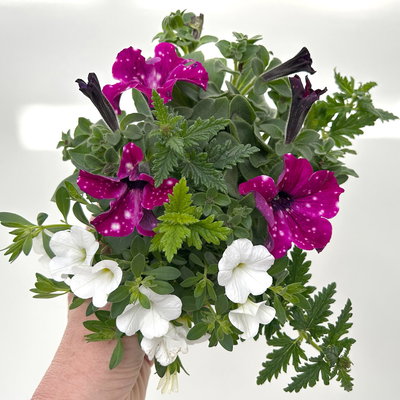 Beet- und Balkonpflanzen-Mix, lila-weiß, Topf-Ø 13 cm, 6 Pflanzen