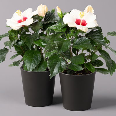 Hibiskus, weiß mit Keramiktopf Dallas anthrazit,Topf-Ø 13 cm,2 Pflanzen