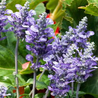 Mehliger Salbei, Ähren-Salbei, Salvia farinacea, Topf 12 cm, Höhe ca. 30 cm