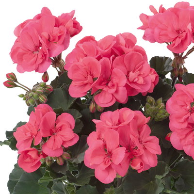 Geranie, lachs, stehend, Topf-Ø 13 cm, 6 Pflanzen Geranie, lachs, stehend, Topf-Ø 13 cm, 6 Pflanzen