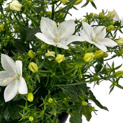 Glockenblume 'Spring Bell®', weiß, Topf-Ø 12 cm, 3 Pflanzen