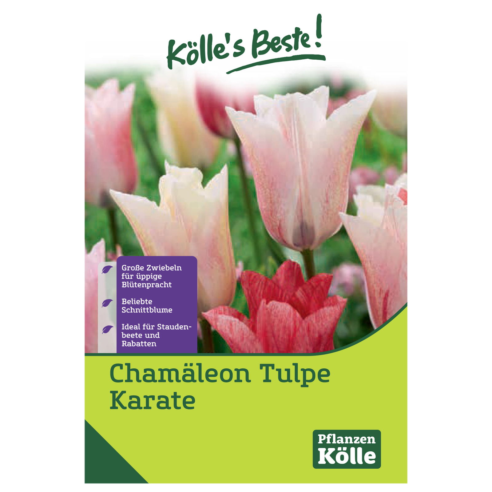 Chamäleon Tulpe 'Karate', weiß-rot, 7 Blumenzwiebeln