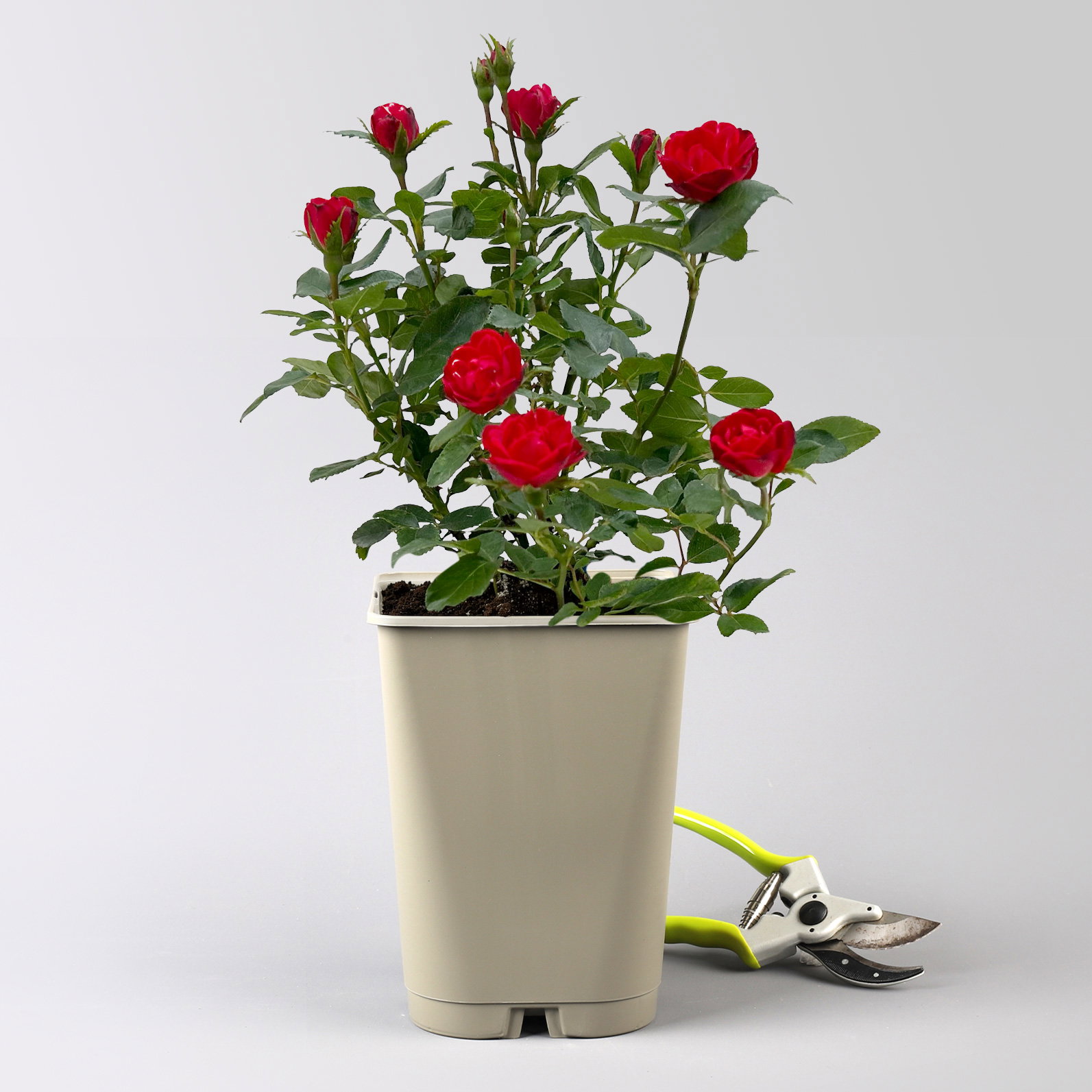 Zwergrose 'Zepeti' (Meibenbino), rot, Topf 3 Liter