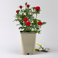Zwergrose 'Zepeti'® (Meibenbino), rot, Topf 3 Liter, 4 Pflanzen