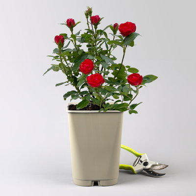 Zwergrose 'Zepeti'® (Meibenbino), rot, Topf 3 Liter, 4 Pflanzen