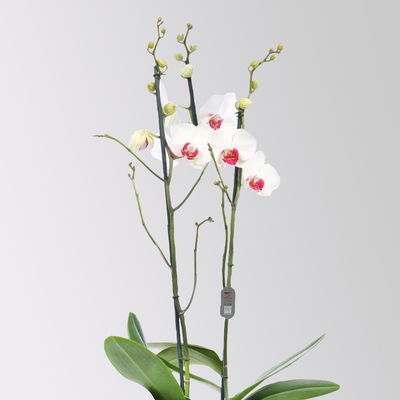 Schmetterlingsorchidee, inkl. Keramiktopf, weiß mit roter Lippe, Topf-Ø 12 cm