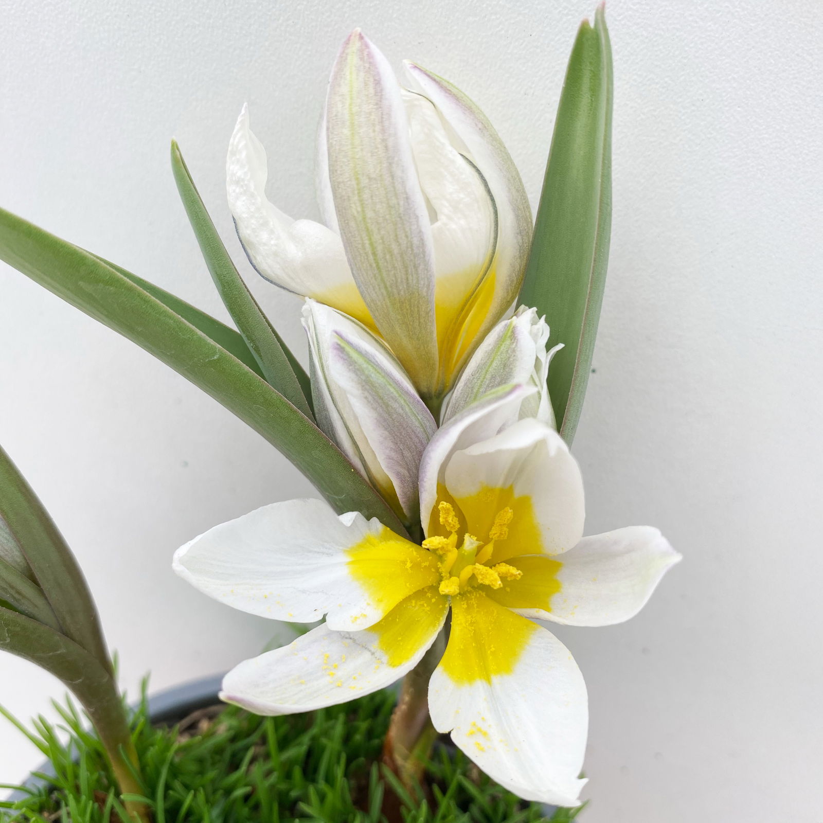 Wildtulpe, weiß, einfach blühend, mit Gras, Topf -Ø 9 cm, 4 Pflanzen