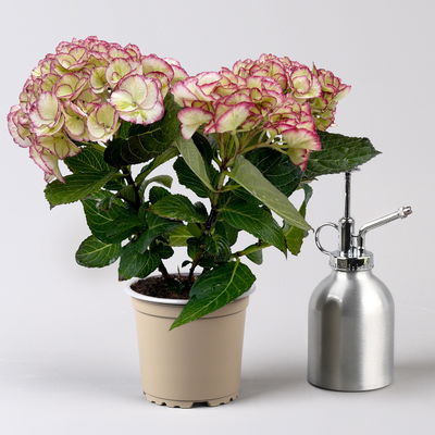 Hortensie 'Elfy' creme-rot, Topf-Ø 10cm, H: 22cm, 2er-Set Hortensie 'Elfy' creme-rot, Topf-Ø 10cm, H: 22cm, 2er-Set