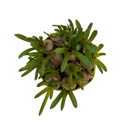 Traubenhyazinthe 'Mix',blau und weiß, vorgetrieben, Topf-Ø 10,5 cm, 6 Pflanzen