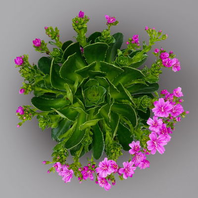 Lewisia cotyledon, Farben zufällig, Topf-Ø 12 cm, 6er-Set