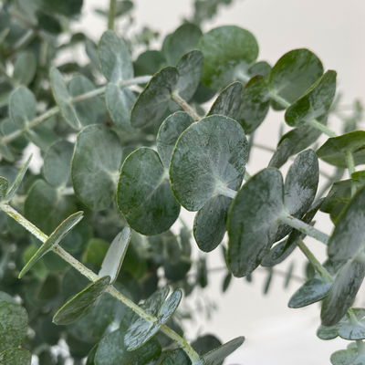 Eukalyptus 'Baby Blue', Topf-Ø 20 cm