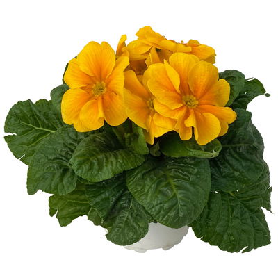 Primel dunkelgelb bis orange, Topf-Ø 10,5 cm, 8 Pflanzen Primel dunkelgelb bis orange, Topf-Ø 10,5 cm, 8 Pflanzen