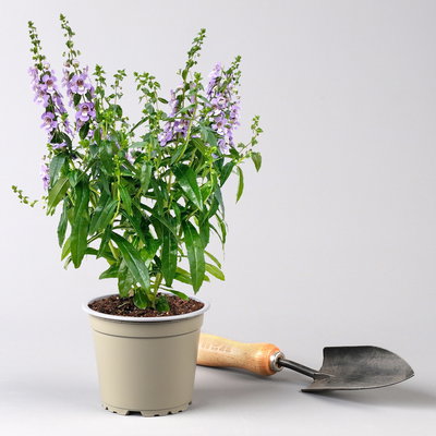 Pflanzenkreation Lavendeltraum, groß, 6 Pflanzen inkl. Erde und Dünger