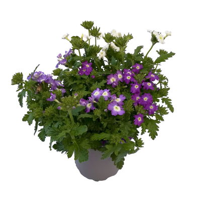 Eisenkraut 'Trio' bunt, Topf-Ø 12 cm, 6 Stück