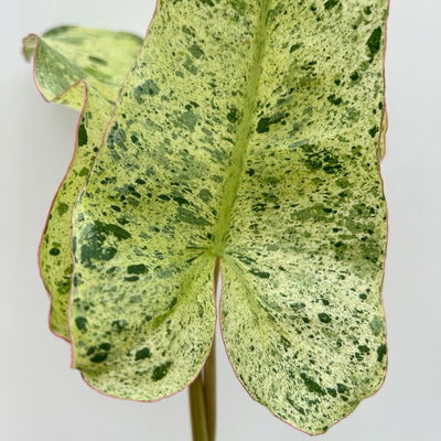 Philodendron 'Paraiso Verde', Topf-Ø 12 cm, Höhe ca. 30 cm Philodendron 'Paraiso Verde', Topf-Ø 12 cm, Höhe ca. 30 cm