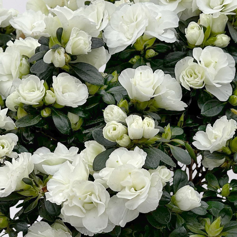 Azalee Hortinno® 'Christine Belli' weiß, Topf-Ø 15 cm