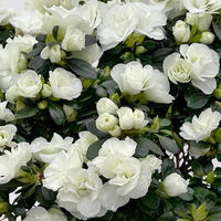 Azalee Hortinno® 'Christine Belli' weiß, Topf-Ø 15 cm