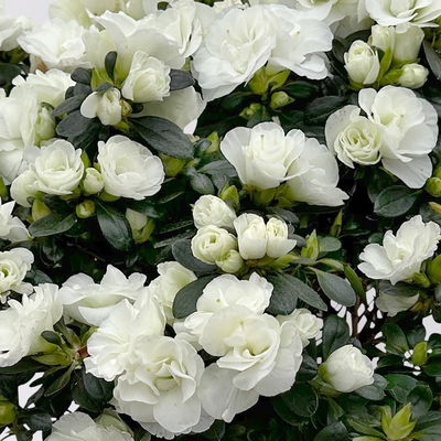 Azalee Hortinno® 'Christine Belli' weiß, Topf-Ø 15 cm