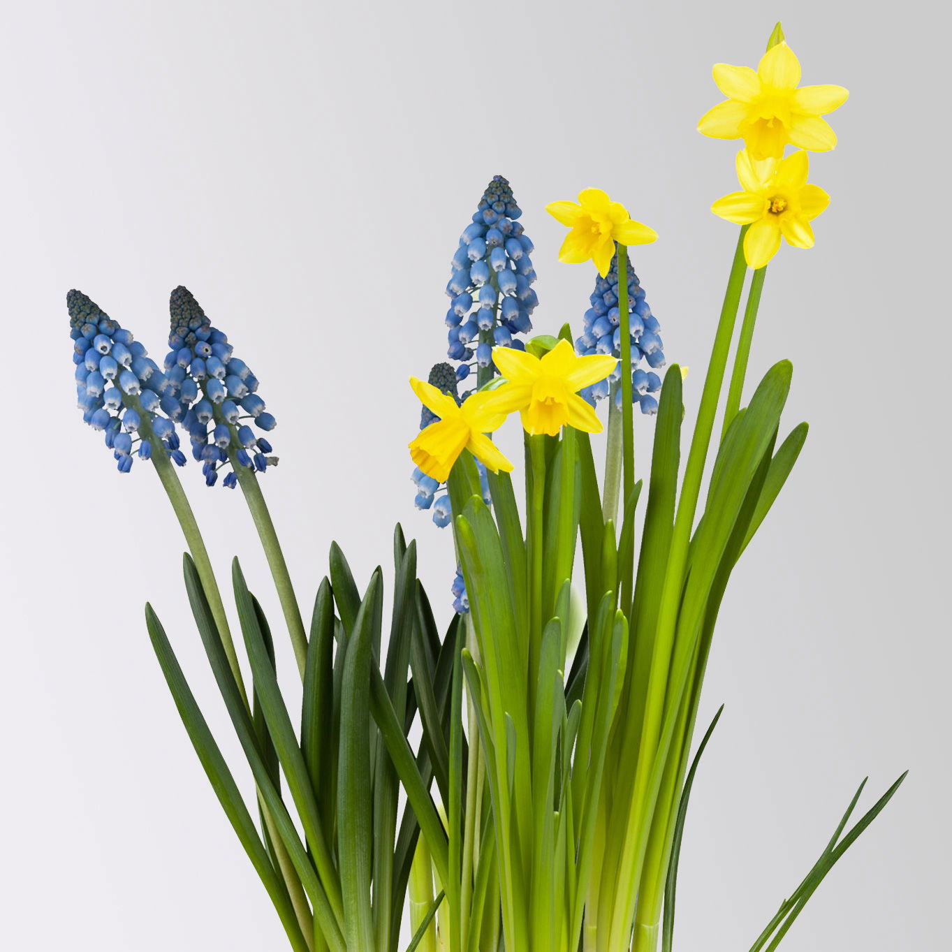 Mixtopf Narzissen und Muscari, blau-gelb, Topf-Ø 12 cm, 6 Pflanzen