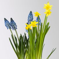 Mixtopf Narzissen und Muscari, blau-gelb, Topf-Ø 12 cm, 6 Pflanzen