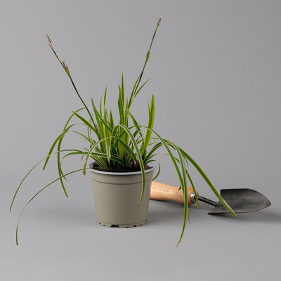 Bio Garten-Segge 'Vanilla Ice', Topf-Ø 12 cm, 3 Pflanzen