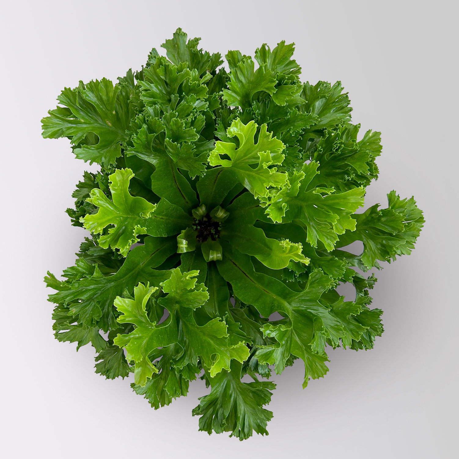 Nestfarn 'Leslie', Topf-Ø 17 cm, Höhe ca. 45 cm, inkl. Keramikübertopf Byron