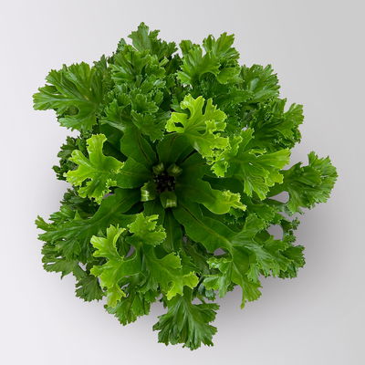 Nestfarn 'Leslie', Topf-Ø 17 cm, Höhe ca. 45 cm, inkl. Keramikübertopf Byron