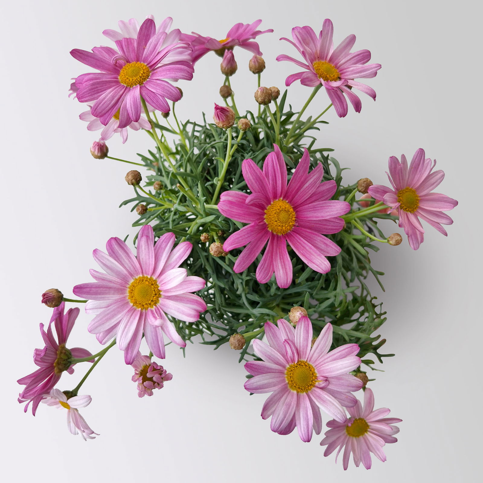 Margerite, Farben zufällig, Topf-Ø 11 cm, 8 Pflanzen