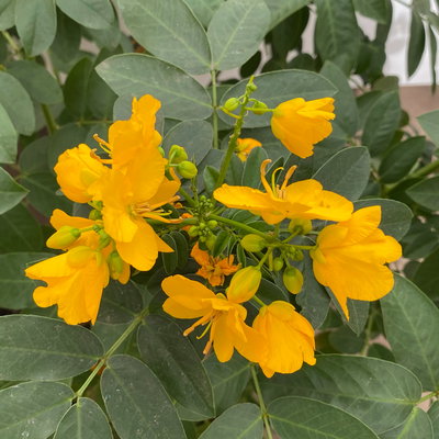 Gewürzrinde, gelb, Topf-Ø 27 Gewürzrinde, gelb, Topf-Ø 27