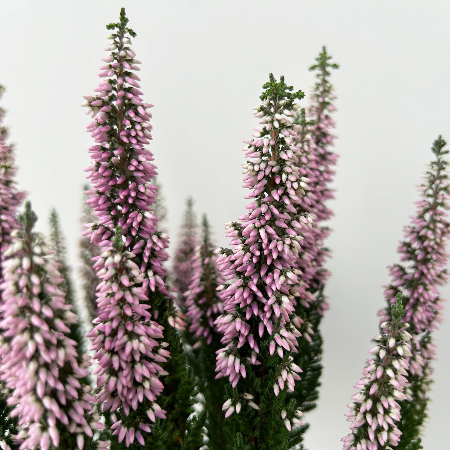 Calluna 'First Ladies®', lila, Topf-Ø 11 cm, 6 Pflanzen Calluna 'First Ladies®', lila, Topf-Ø 11 cm, 6 Pflanzen