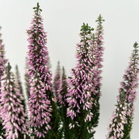 Calluna 'First Ladies®', lila, Topf-Ø 11 cm, 6 Pflanzen Calluna 'First Ladies®', lila, Topf-Ø 11 cm, 6 Pflanzen
