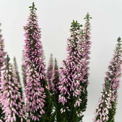 Calluna 'First Ladies®', lila, Topf-Ø 11 cm, 6 Pflanzen Calluna 'First Ladies®', lila, Topf-Ø 11 cm, 6 Pflanzen