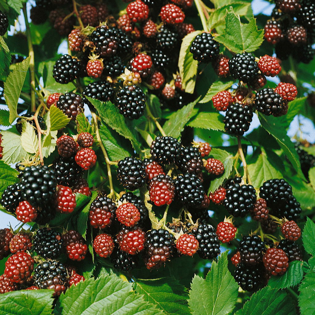 4erGehölzSet Brombeere 'Navaho'® & 'Black Satin' kaufen PflanzenKölle