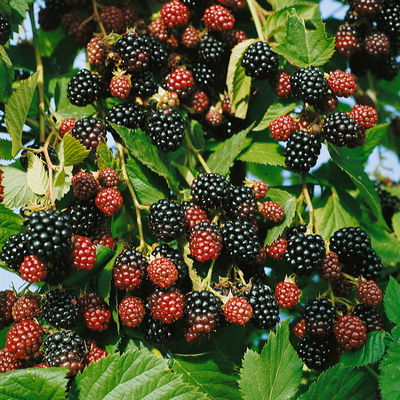 Brombeeren 'Navaho'® Arapaho(s) & 'Black Satin', 4er-Set, Topf je 2 Liter Brombeeren 'Navaho'® Arapaho(s) & 'Black Satin', 4er-Set, Topf je 2 Liter
