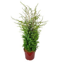 Silbriggrüner Säulenwacholder 'Excelsa', Höhe 60-80 cm, Topf 7,5 Liter, 2er-Set