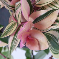 Dreimasterblume 'Rainbow Hill', Ampeltopf-Ø 18 cm, Höhe ca. 40 cm