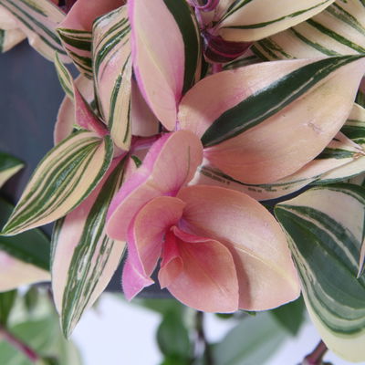 Dreimasterblume 'Rainbow Hill', Ampeltopf-Ø 18 cm, Höhe ca. 40 cm