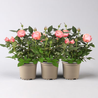 Rose 'Adele Kordana® Grande', rosa, Topf-Ø 10,5 cm, 3 Pflanzen