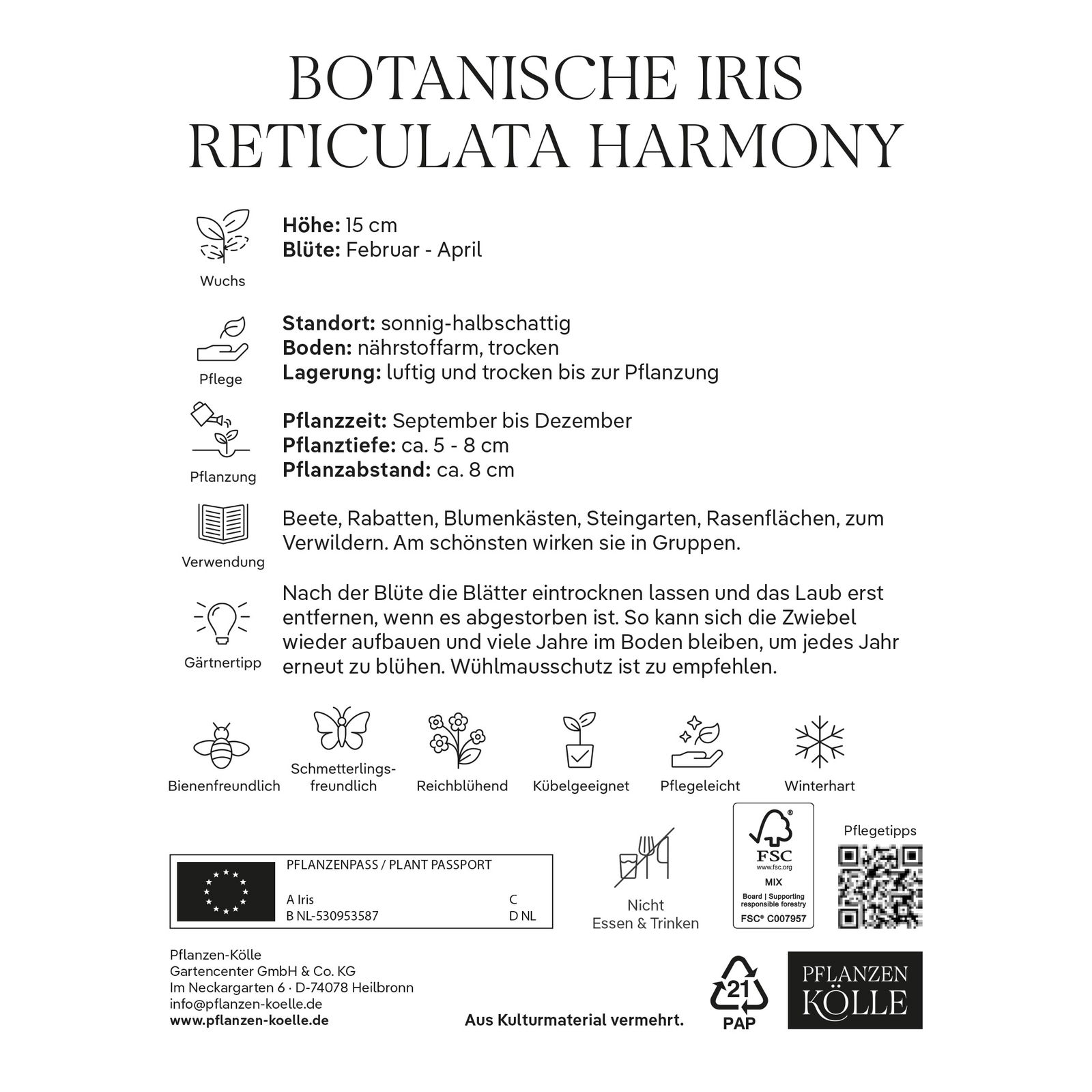 Botanische Iris Reticulata Harmony blau, 15 Blumenzwiebeln