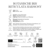 Botanische Iris Reticulata Harmony blau, 15 Blumenzwiebeln