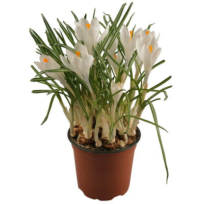 Krokus 'Jeanne d'Arc' weiß, vorgetrieben, Topf-Ø 10,5 cm, 6 Pflanzen Krokus 'Jeanne d'Arc' weiß, vorgetrieben, Topf-Ø 10,5 cm, 6 Pflanzen
