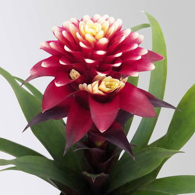 Guzmania 'Francesca', lila-weiß, Topf-Ø 12 cm , Höhe ca. 40 cm, 2 Pflanzen Guzmania 'Francesca', lila-weiß, Topf-Ø 12 cm , Höhe ca. 40 cm, 2 Pflanzen