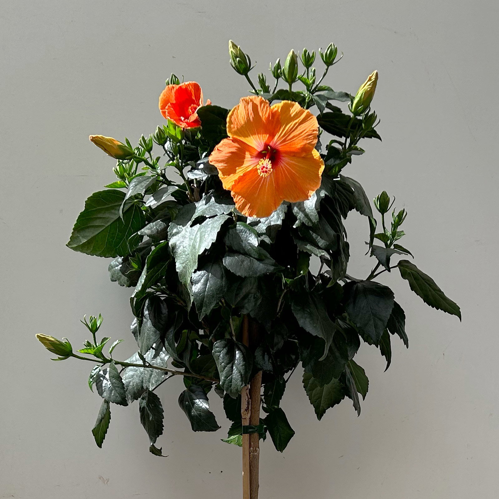 Hibiskus, orange, Stamm, Topf-Ø 23 cm, Höhe ca. 90 cm